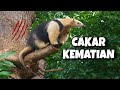 Tamandua : Pemakan Semut Yang Tidak Pernah Takut