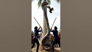 Two Policewomen vs Giant Python — The Ending Will Shock You