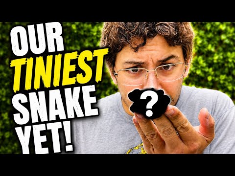 We got a new BABY EXOTIC SNAKE!!