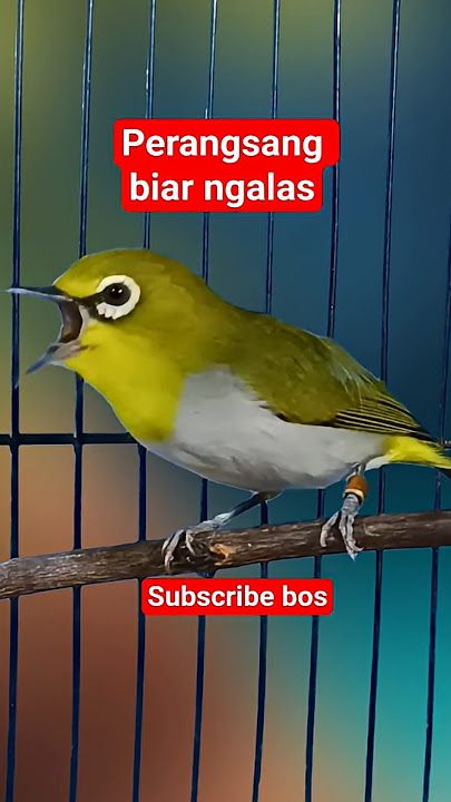 pleci bustomi gacor ngalas #plecigacor