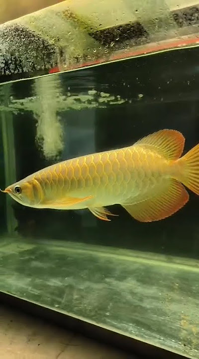 kored arowana mau ganti air #genzkhalifa #arowana #shorts