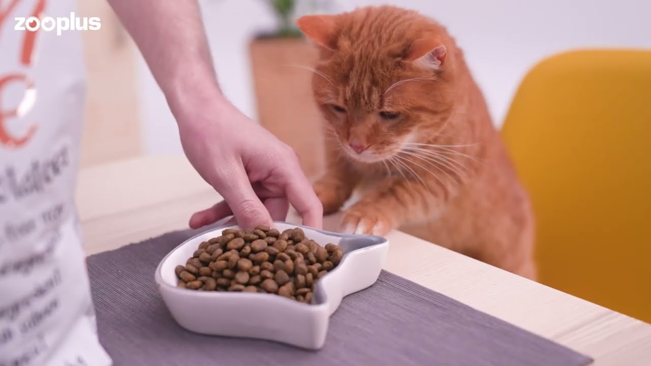 Greenwoods Zalm met Aardappels, Spinazie en Cranberries Kattenvoer | zooplus.nl