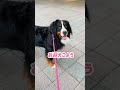 駅で飼い主と別れた時のバーニーズマウンテンドッグの行動