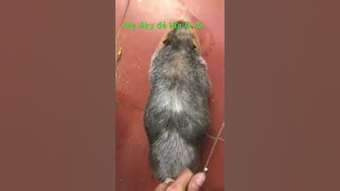 Hưỡng dẫn anh em ghép và tách dúi sinh sản