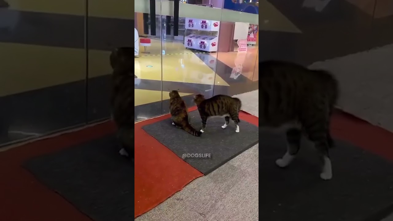 Proof That Pets Are the Best Kind of Friends! 