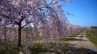 富山癒しの風景シリーズ【栃津川のしだれ桜】（立山町）