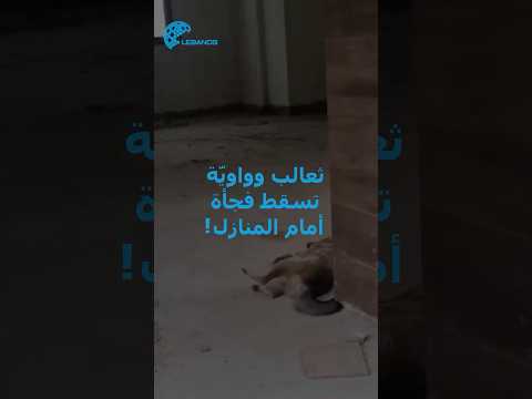 ثعالب وواوي ة تسقط فجأة في ضهر الصوان فيروس قاتل أم سم خفي