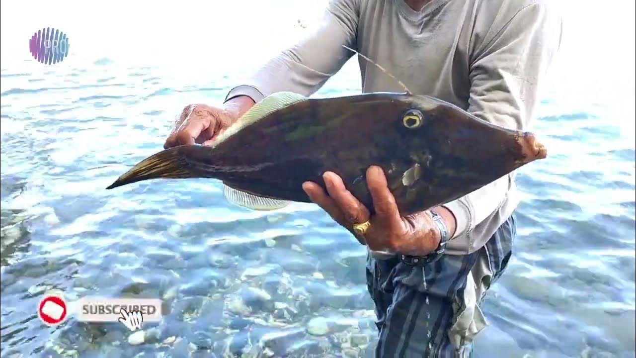 nakahuli-kami-ng-filefish-siwarik-fish-in-tagalog-youtube