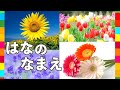 1分間で20種類の花の名前を覚えよう 知育 子供向け Animation For Kids キッズアニメ 1分間で20種類の花の名前を覚えよう 知育 子供向け Animation For Kids キッズアニメ
