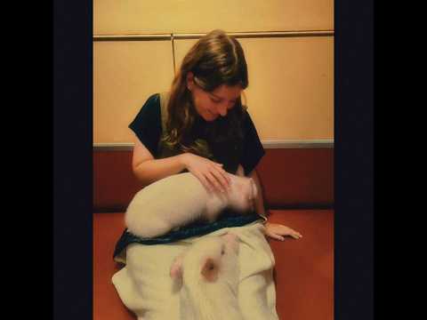 Tokyo mipig #pig #tokyo #japan #cute by Annabelle