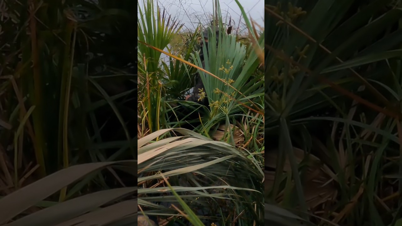 SEE HIM? PERFECT CAMO! 