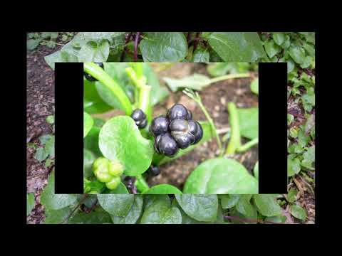 Vidéo: Plantes d'épinards malabars - Comment faire pousser des épinards malabars
