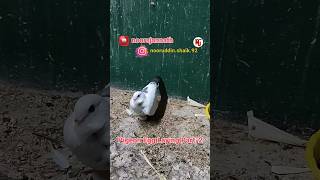 Pigeon Egg Laying Egg Part-2 noorsjannath ytshorts shorts pigeonegglaying pigeonbreedingpigeon