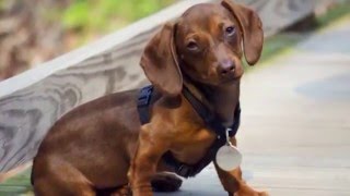 "Animals news"– смішні такси. "Animals news"– смішні такси.