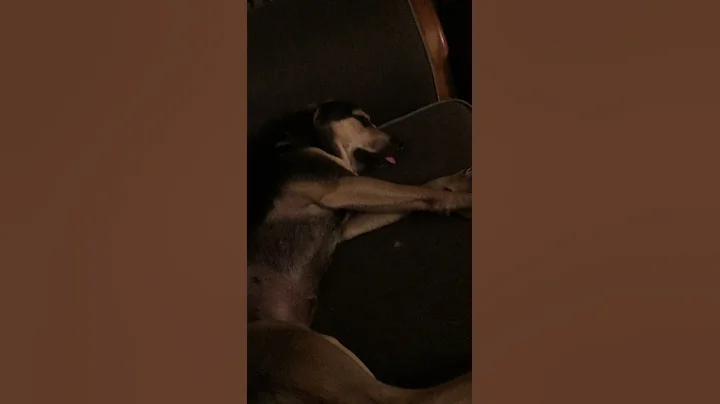 Ruff life for our girl Roberta