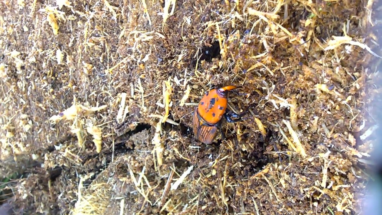 PUNTERUOLO ROSSO DELLE PALME