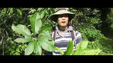 Lá Đắng Thanh Hóa có rất nhiều ở Lạng Sơn