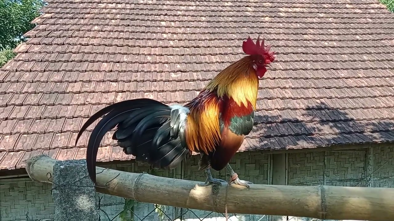 Qaib cuab tuaj 100% nawj cov kwv tij nyiam qaib