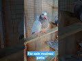 chhote patte madrasi..#. Sahid Nagar pigeon shop 🕊️