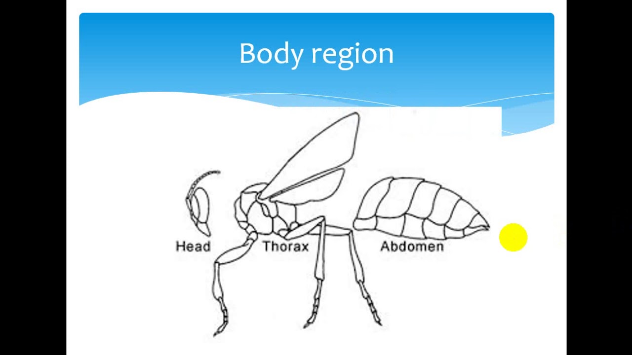 ٢. منطقة الرأس ب٢١٢ | د.كاظم