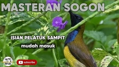 MASTERAN SOGON ISIAN PELATUK SAMPIT