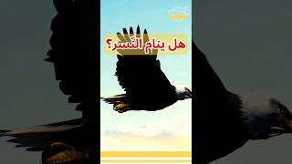 هل ينام النسر  shorts animals animal حيوانات حيوان @albassita نسر