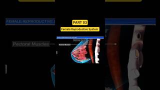 Part 03 (BREAST) FEMALE REPRODUCTIVE SYSTEM #biology