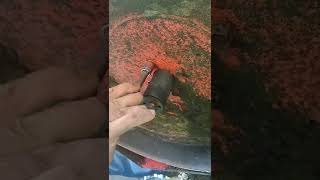 Ariens iconx 52-in deck spindle replacement part 1 Chuck The Lawn Guy
