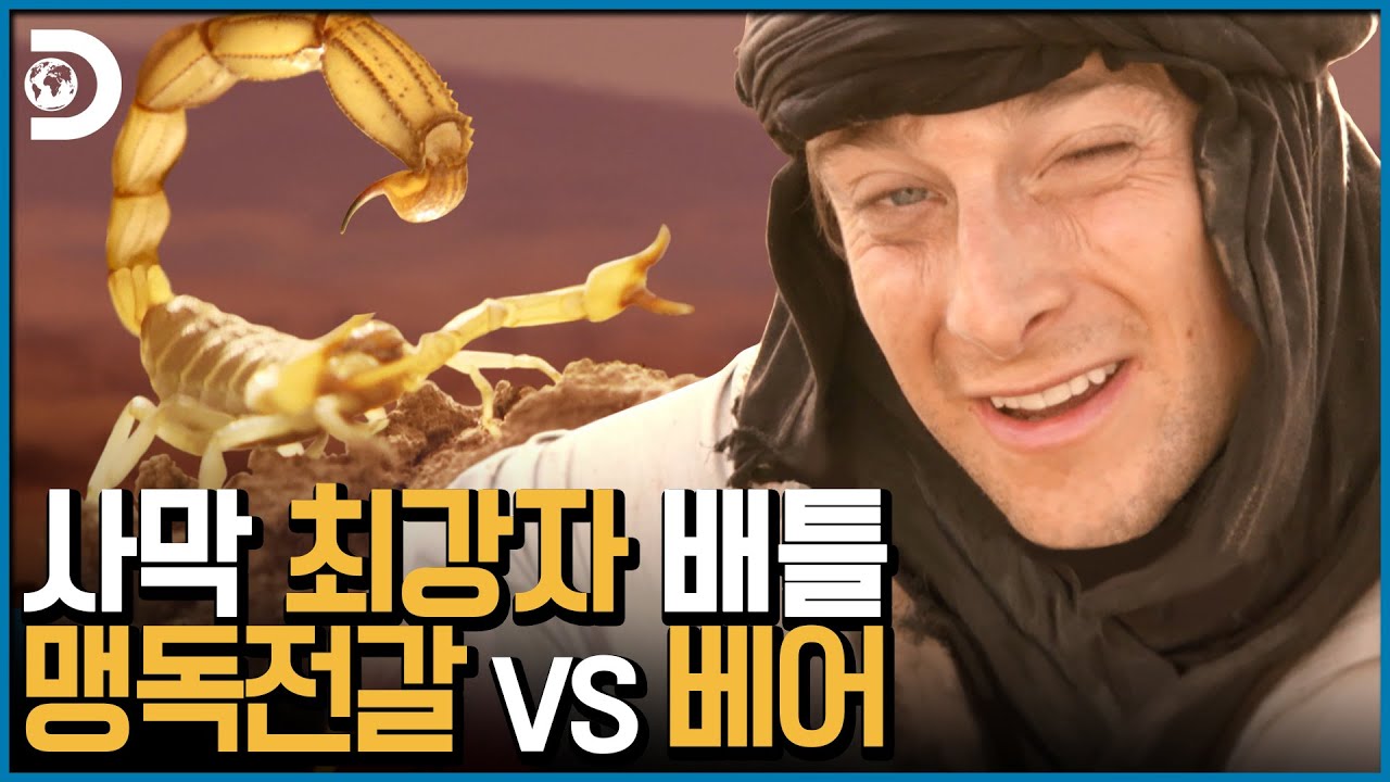 ⁣찔리면 사망! 독침 휘두르는 전갈에게 서열정리 들어가는 베어그릴스 [Man vs Wild]