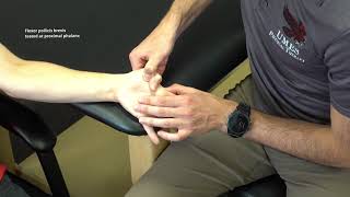 Manual Muscle Test Thumb Flexion