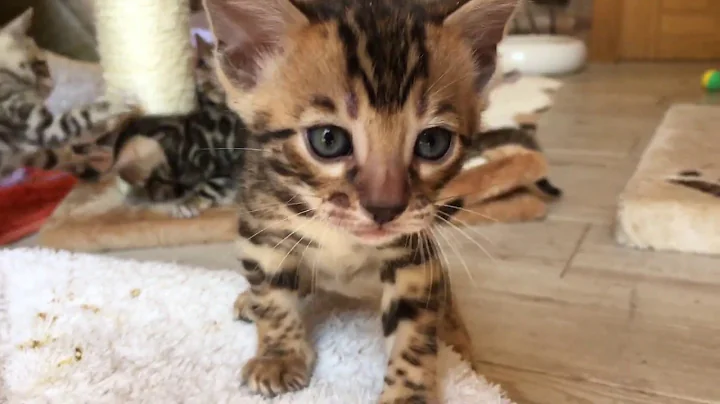 Watch the video about Brown bengal kitten von Bengalkatze Aurora