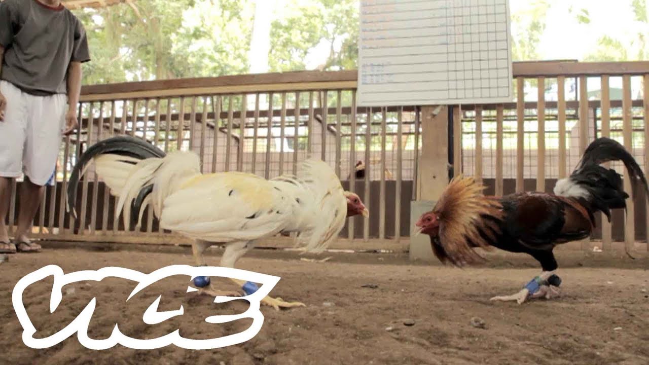 Cockfighting in the Phillipines - A Deadly Billion Dollar Industry