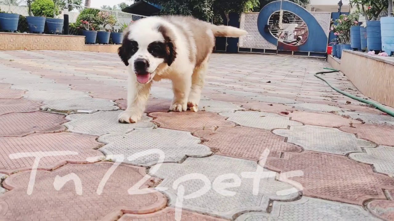 Dogs Of Tirunelveli St.Brenard YouTube