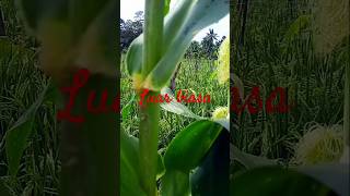 Amazing petani Anyar feedshorts islamdijepang farming