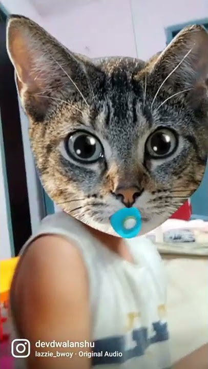 pusi cat#shortvideo