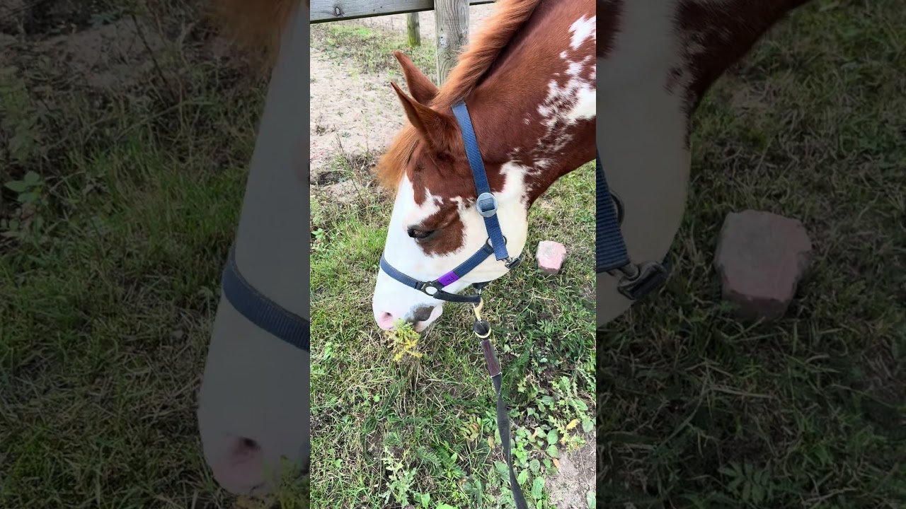 Horse eats Thistel 🌵 hungry Gelding 🐴 Beautiful Horse 🐴 Overo Paint Horse 🐎