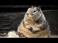 Wild squirrel forms unusual relationship with a human