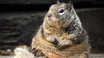 Wild squirrel forms unusual relationship with a human