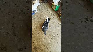 pigeon pigeons kabootar shortsvideo viral pigeonloft shortsviral petsvlog kabootar shorts