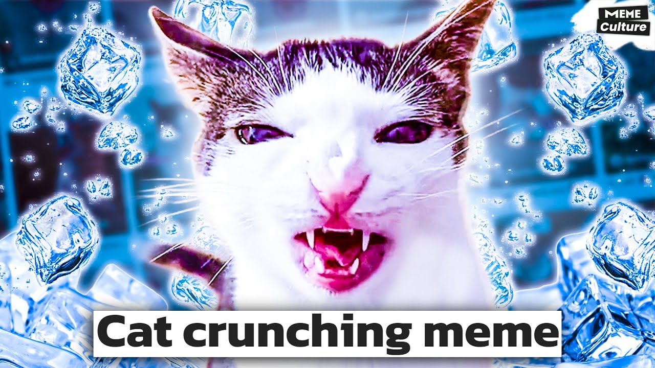 What is the viral crunchy cat meme on TikTok?