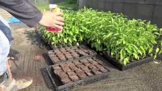 ポップコーンの栽培 育て方 種まき Youtube