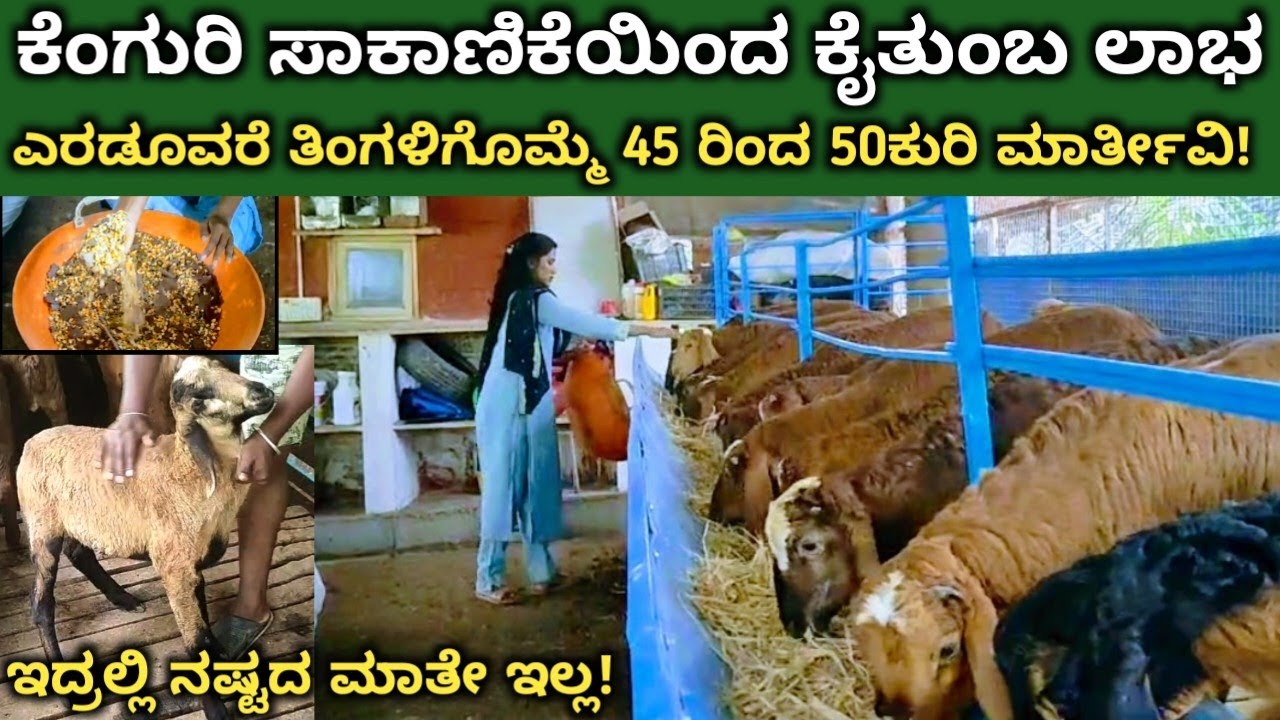 ಕೆಂಗುರಿ ಸಾಕಾಣಿಕೆಯಿಂದ ಕೈತುಂಬ ಆದಾಯ | ಇಂಜಿನಿಯರ್ ದಂಪತಿಗಳ ಕುರಿ ಸಾಕಾಣಿಕೆ|