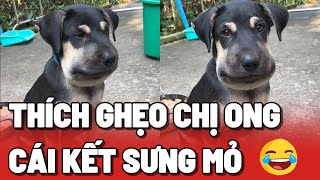 Thanh niên chó thích ghẹo Chị Ong Nâu Nâu và cái kết sưng mỏ 😂