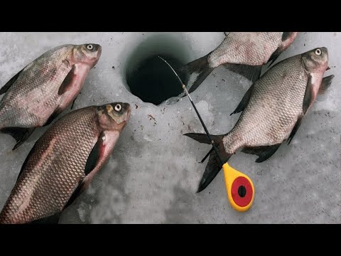 Особенности ловли зимнего леща | ПОЛЕЗНЫЕ СОВЕТЫ