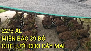 🔴 QBS24581 - CHE NẮNG CHO CÂY MAI VÀNG MIỀN BẮC | CHĂM SÓC MAI VÀNG MIỀN BẮC THÁNG 3 ÂM LỊCH