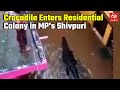 Crocodile enters residential colony in shivpuri in mp rescued