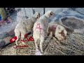 علوش غللي والتوانسة بش يقاطعو العيد ناس ماتخافش ربي تتجاجر في ضحية ربي بالكبير mp3