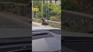 Cute brown bear sitting by the side of the road in Romania #bears #bearshorts #romania #brownbear