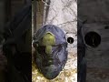 molde casco yoroi#cosplay #yoroi #casco #helmet #achilles #yokai #haloinfinite #trucos #masterchief