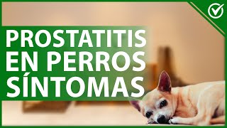 PROSTATITIS en PERROS: Causas, síntomas, diagnóstico, tratamiento y prevención